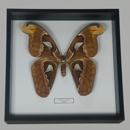 Atlas Moth. Attacus Atlas. Asia.