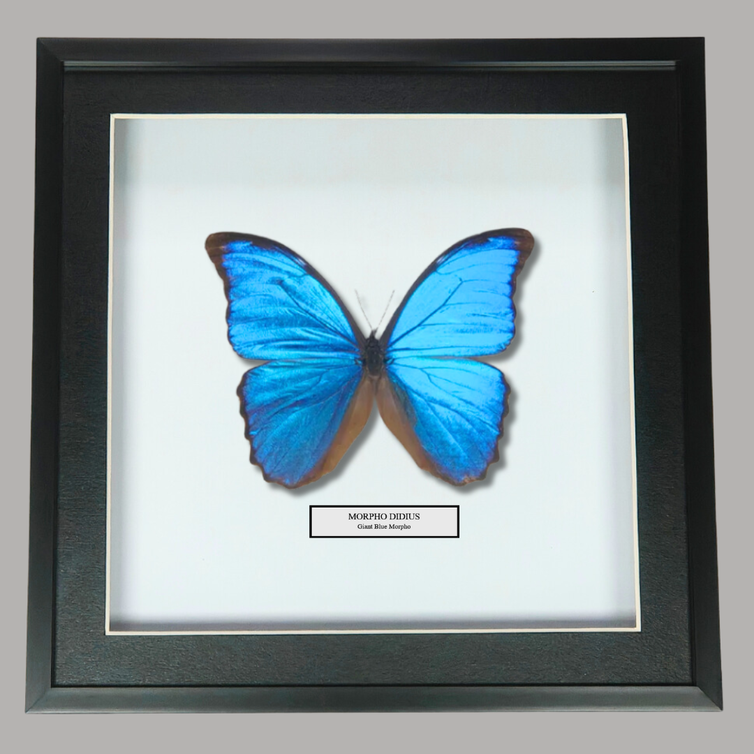 Giant Blue Morpho Butterfly Frame. Morpho Didius. Peru.