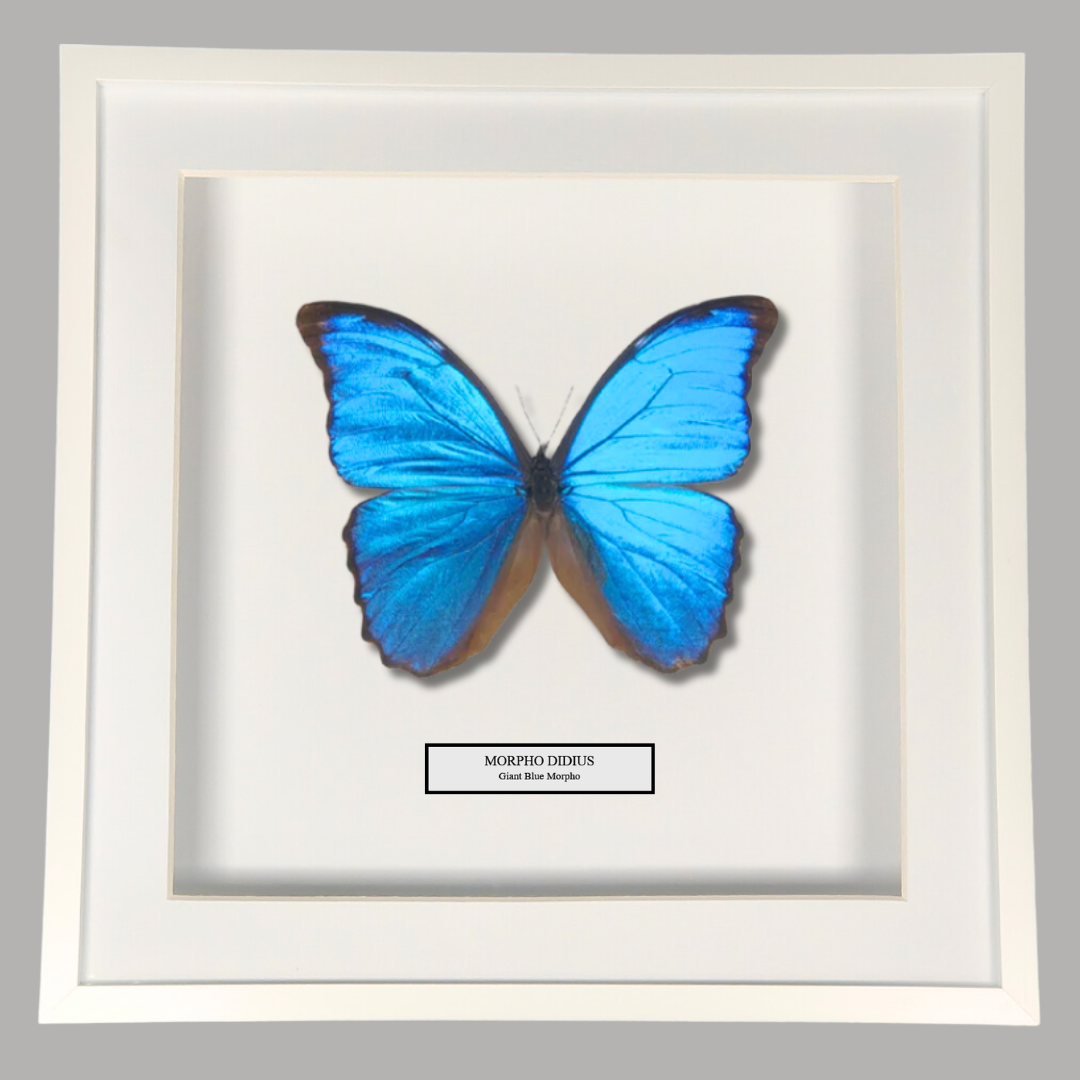 Giant Blue Morpho Butterfly Frame. Morpho Didius. Peru.