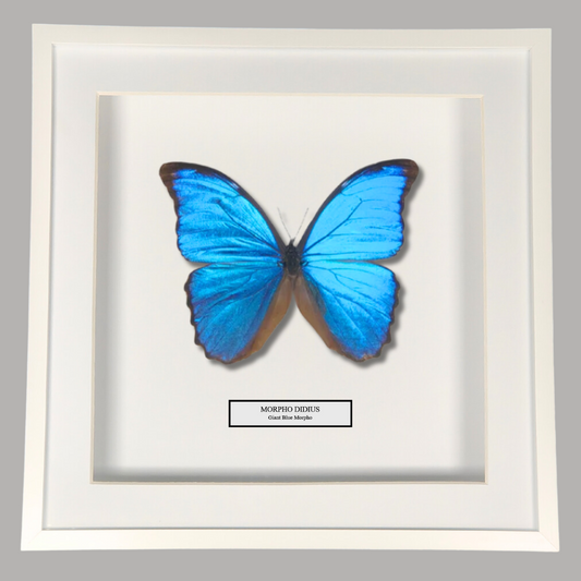 Giant Blue Morpho Butterfly Frame. Morpho Didius. Peru.