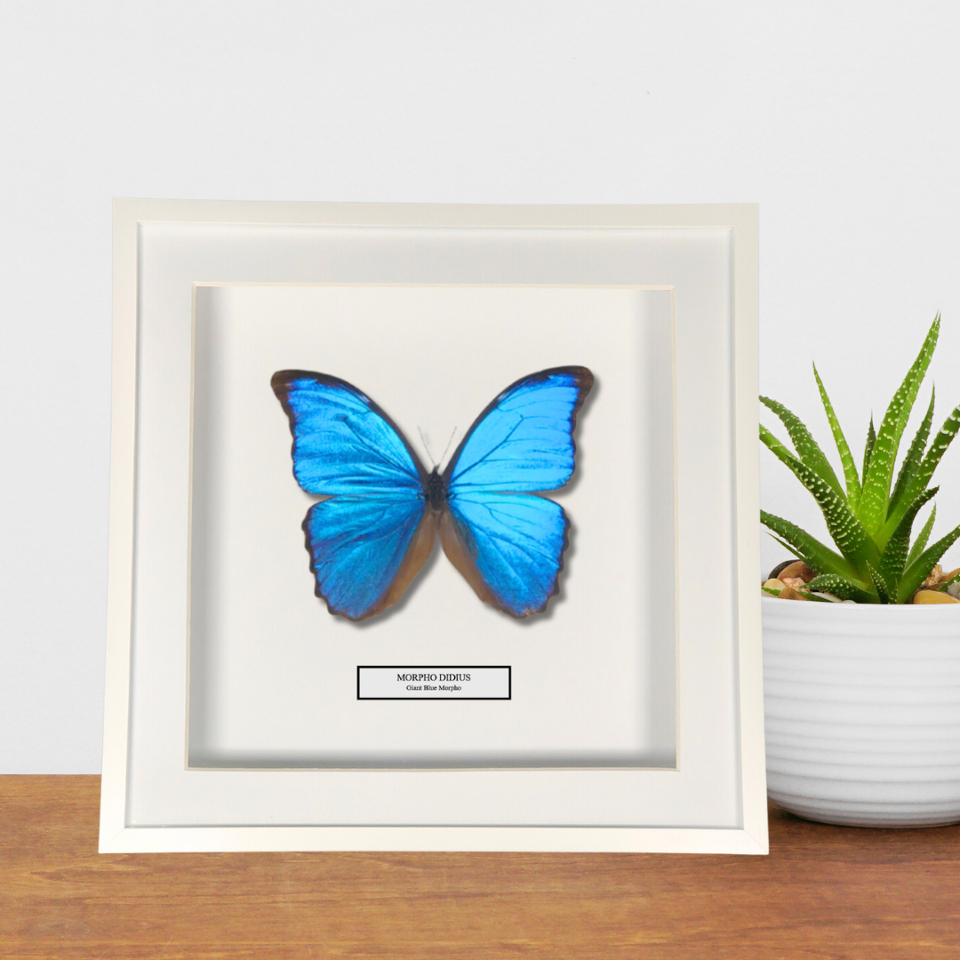 Giant Blue Morpho Butterfly Frame. Morpho Didius. Peru.