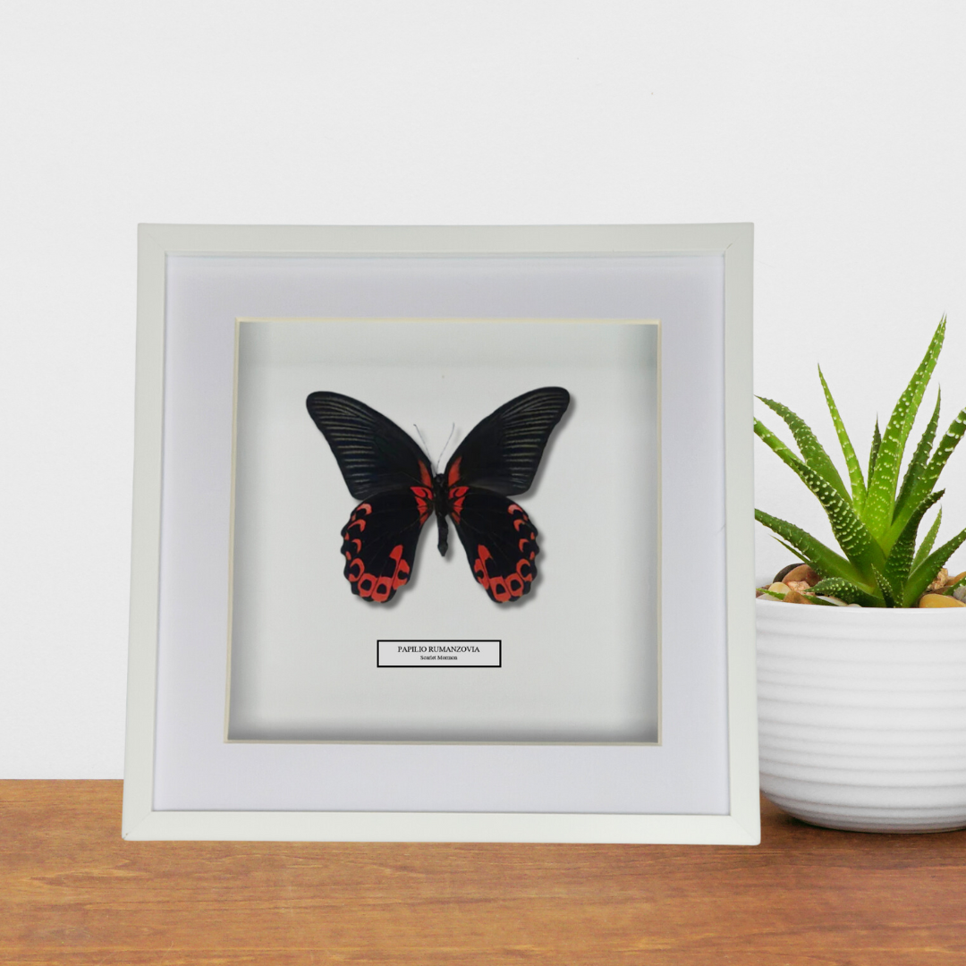 The Scarlet Mormon. Papilio Rumanzovia. Philippines.